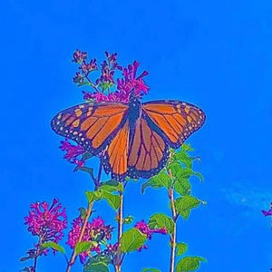 Meet your Posher, Madison